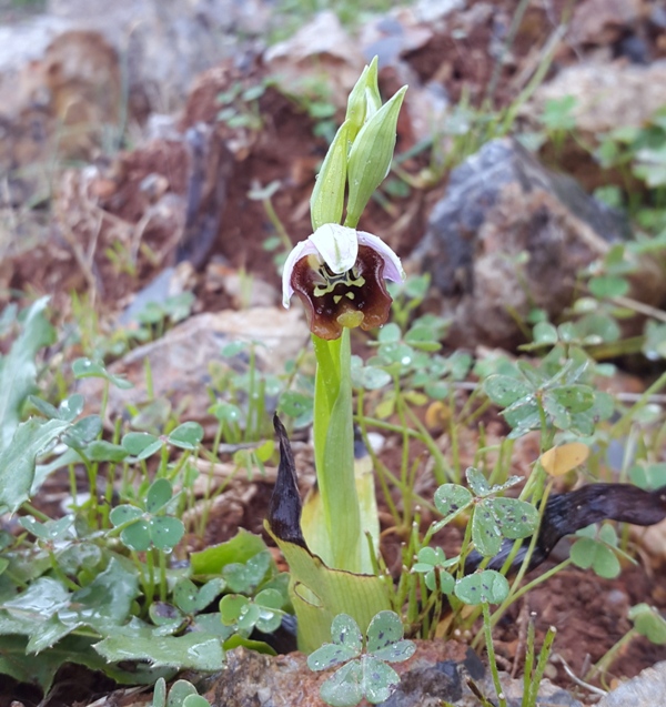 Orchidee di Creta: tra mitologia, montagne e natura, marzo 2015